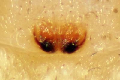 <i>Tibellus oblongus</i>
