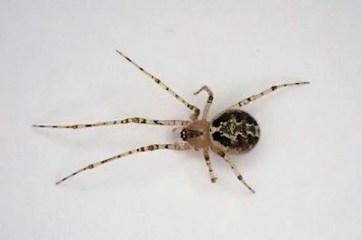 <i>Platnickina tincta</i>
