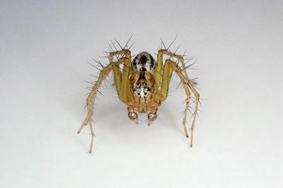 <i>Oxyopes lineatus</i>
