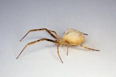 <i>Uloborus walckenaerius</i>