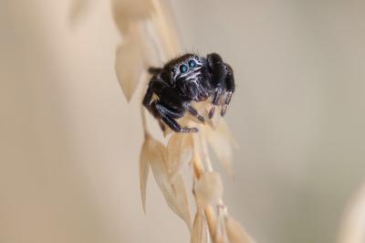 <i>Evarcha arcuata</i>