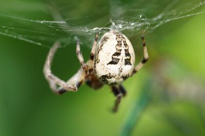<i>Larinioides cornutus</i>