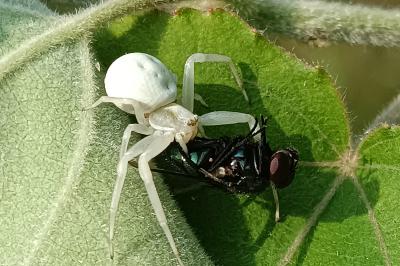 <i>Misumena vatia</i>