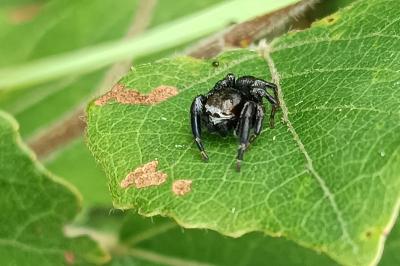 <i>Evarcha arcuata</i>