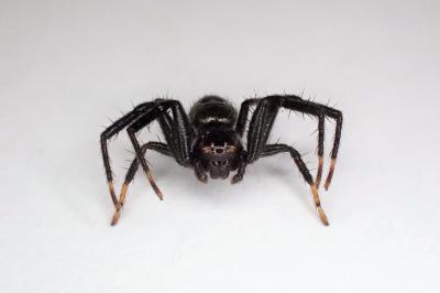 <i>Synema globosum</i>