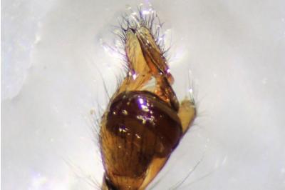 <i>Tetragnatha montana</i>