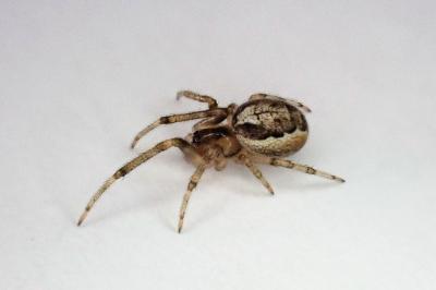 <i>Zygiella x-notata</i>