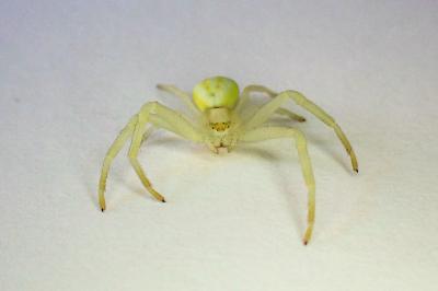 <i>Misumena vatia</i>