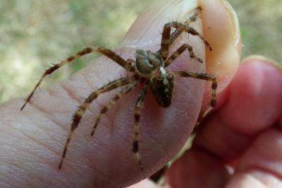 <i>Araneus diadematus</i>