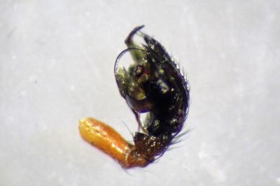 <i>Frontinellina frutetorum</i>