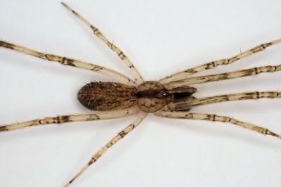 <i>Episinus angulatus</i>