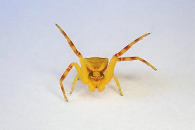 <i>Thomisus onustus</i>