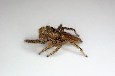 <i>Marpissa radiata</i>