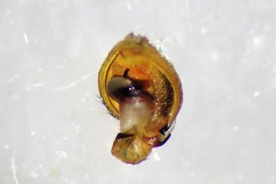 <i>Marpissa radiata</i>