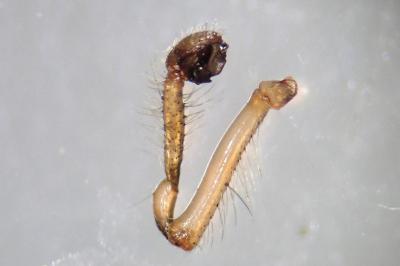 <i>Zygiella atrica</i>