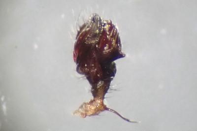 <i>Lepthyphantes minutus</i>