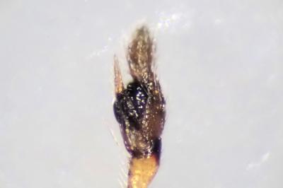 <i>Pachygnatha degeeri</i>