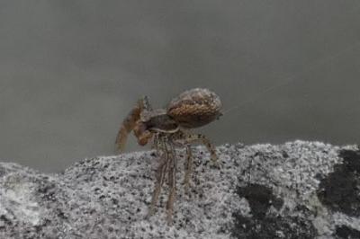 <i>Xysticus</i>