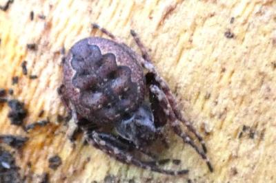 <i>Nuctenea umbratica</i>
