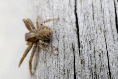 <i>Xysticus</i>