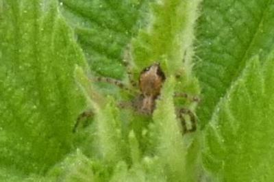 <i>Philodromus</i>