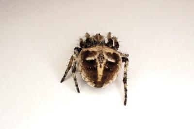 <i>Agalenatea redii</i>