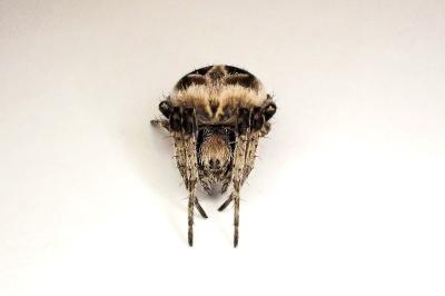 <i>Agalenatea redii</i>