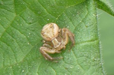 <i>Xysticus</i>