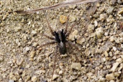 <i>Pardosa</i>