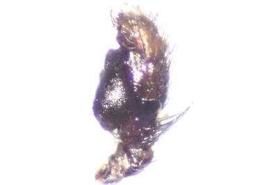 <i>Evarcha laetabunda</i>