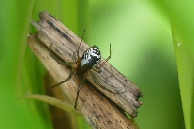 <i>Frontinellina frutetorum</i>