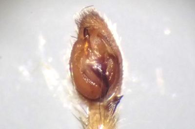 <i>Zora spinimana</i>