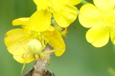 <i>Misumena vatia</i>