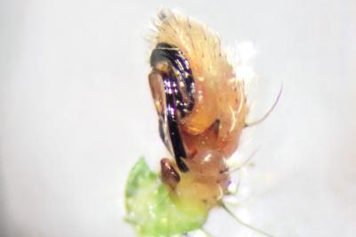 <i>Heriaeus oblongus</i>