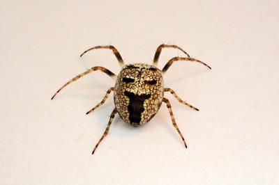 <i>Zilla diodia</i>