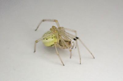 <i>Enoplognatha ovata</i>