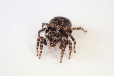 <i>Pseudeuophrys erratica</i>