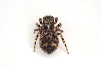 <i>Pseudeuophrys erratica</i>