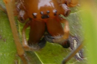 <i>Cheiracanthium</i>