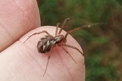 <i>Linyphia triangularis</i>