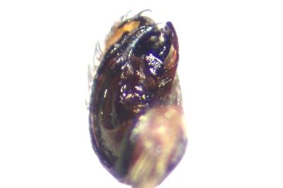 <i>Hyptiotes flavidus</i>