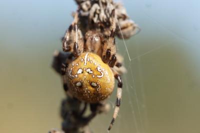 <i>Araneus quadratus</i>