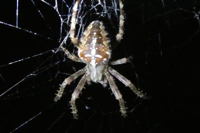 <i>Araneus diadematus</i>