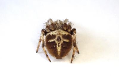 <i>Agalenatea redii</i>