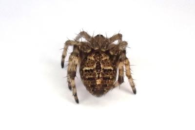 <i>Agalenatea redii</i>