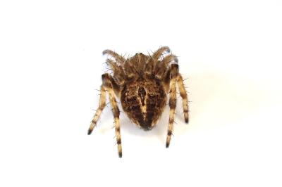 <i>Agalenatea redii</i>