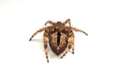 <i>Agalenatea redii</i>
