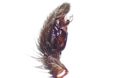<i>Scotophaeus scutulatus</i>