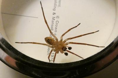 <i>Zoropsis spinimana</i>
