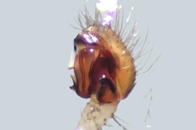 <i>Zygiella x-notata</i>